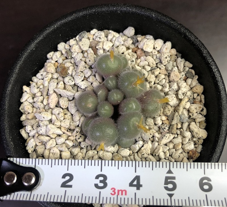 Stephanii Conophytum Saccharomyces ขนาดใหญ่สีม่วง