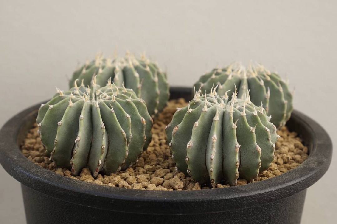 ต้นกล้า cactus Geohintonia mexicana