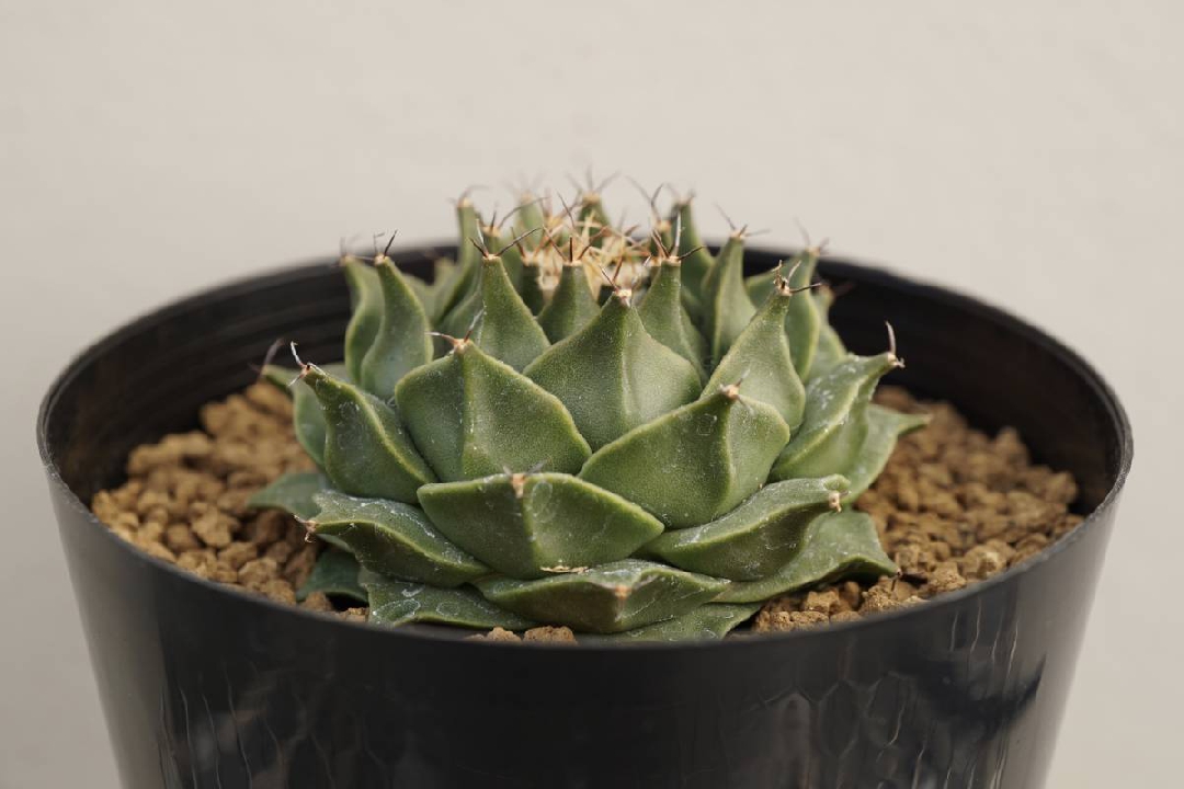 กระบองเพชร Obregonia denegrii variegata 3 สายพันธุ์
