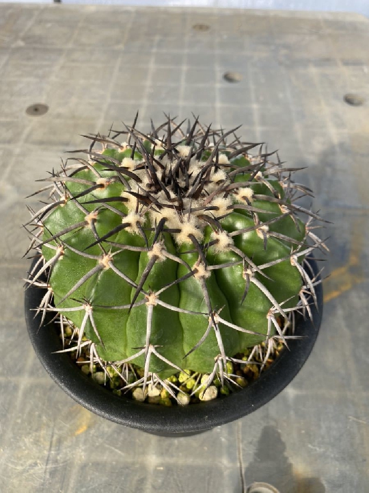 ต้นกล้า Discocactus Gigantia