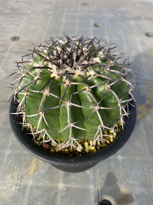 ต้นกล้า Discocactus Gigantia