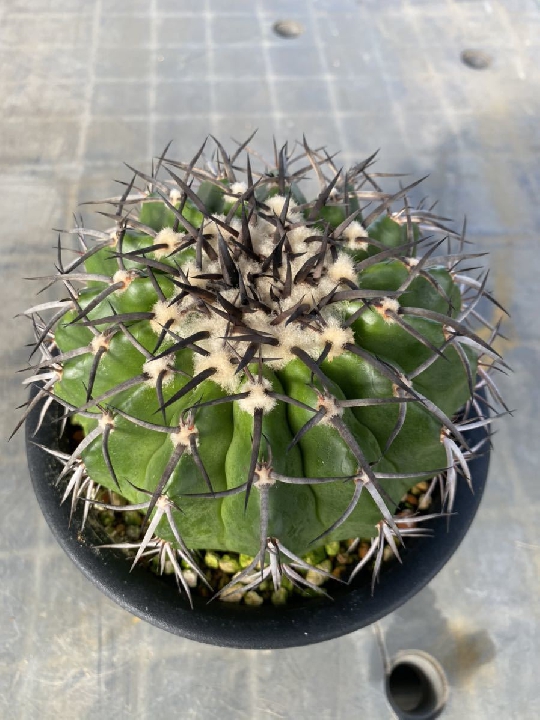 ต้นกล้า Discocactus Gigantia