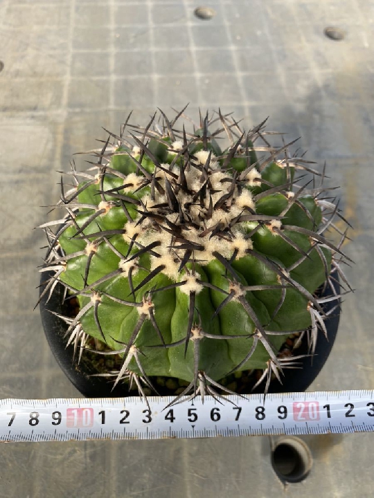 ต้นกล้า Discocactus Gigantia