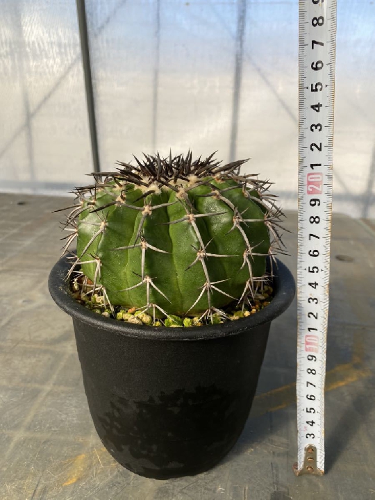 ต้นกล้า Discocactus Gigantia