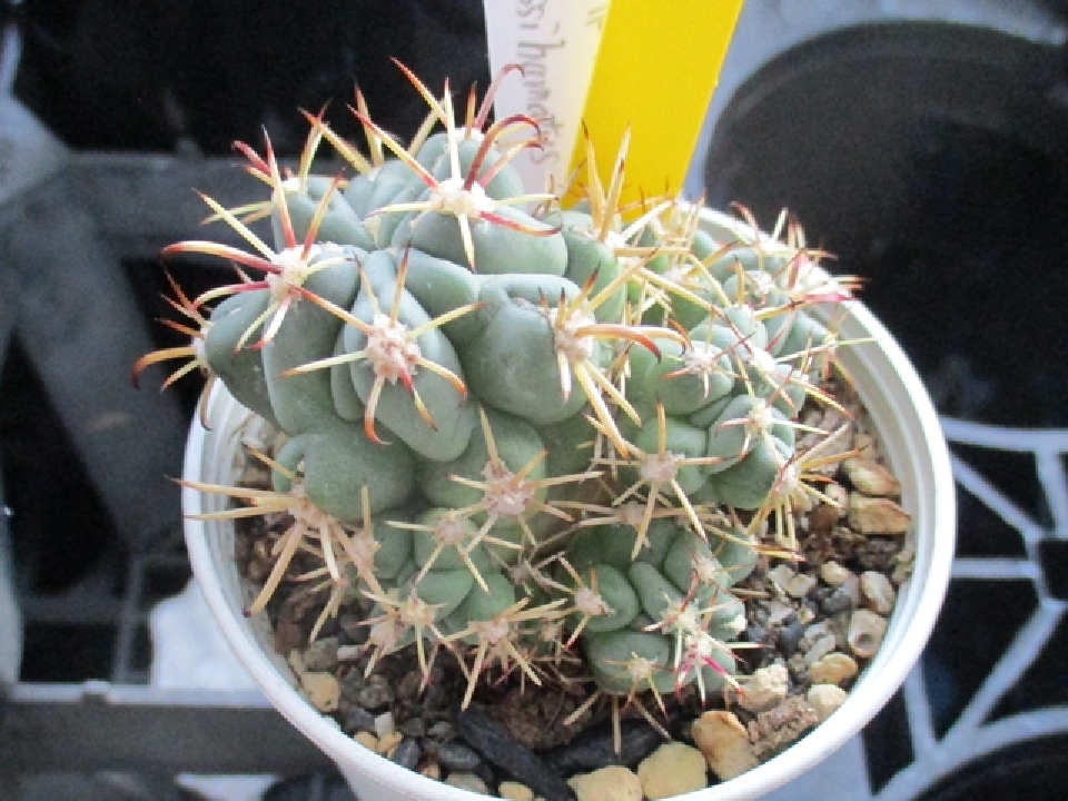 ต้นกระบองเพชร Ancistro (Granduri cactus) Keimatsutama / Cactus succulent plant