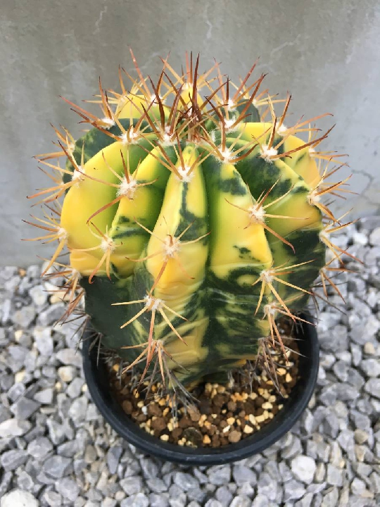 ต้นกระบอง เพชร Moonlight Unnishiki Melocactus สกุล Kakiko Rooted / Cactus ไม้อวบน้ำ