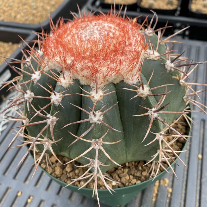 เมฆคดเคี้ยว Melocactus กระบองเพชร ตระกูลไม้อวบน้ำ