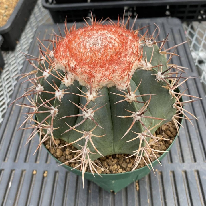 เมฆคดเคี้ยว Melocactus กระบองเพชร ตระกูลไม้อวบน้ำ