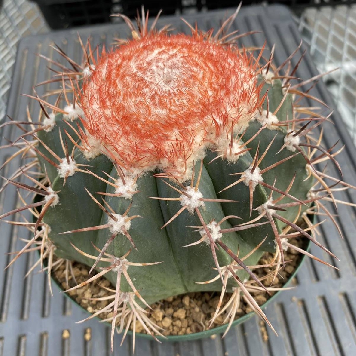 เมฆคดเคี้ยว Melocactus กระบองเพชร ตระกูลไม้อวบน้ำ