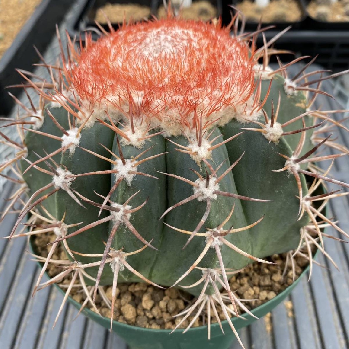 เมฆคดเคี้ยว Melocactus กระบองเพชร ตระกูลไม้อวบน้ำ