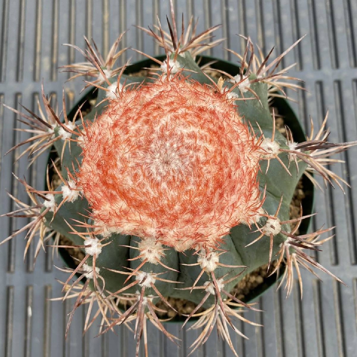 เมฆคดเคี้ยว Melocactus กระบองเพชร ตระกูลไม้อวบน้ำ