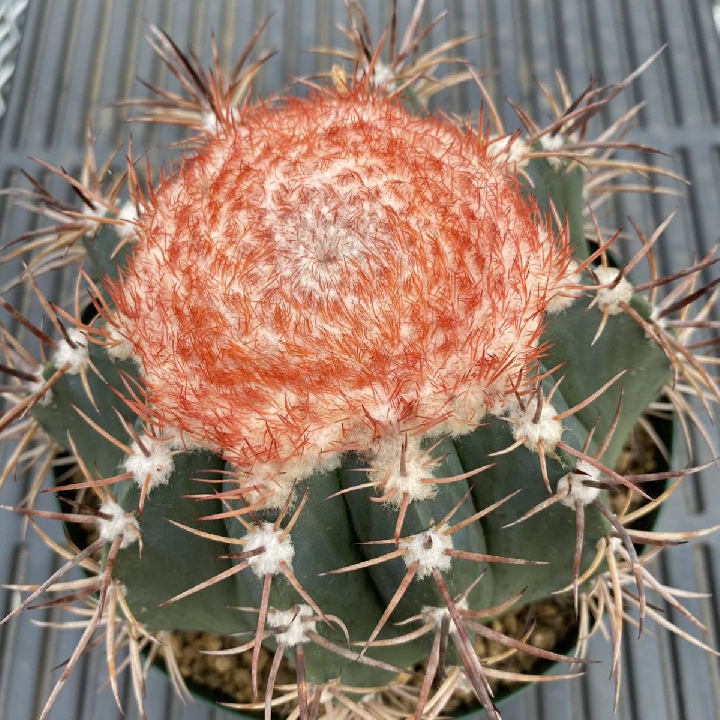 เมฆคดเคี้ยว Melocactus กระบองเพชร ตระกูลไม้อวบน้ำ