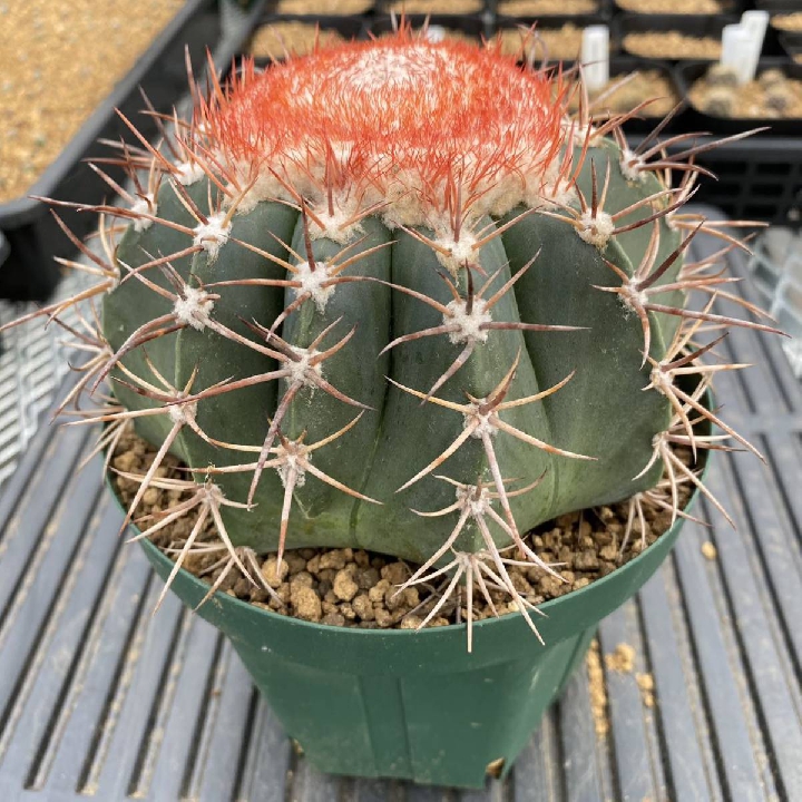 เมฆคดเคี้ยว Melocactus กระบองเพชร ตระกูลไม้อวบน้ำ