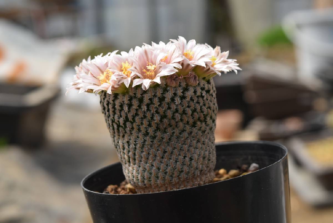 กระบองเพชร Mamilaria white ascension