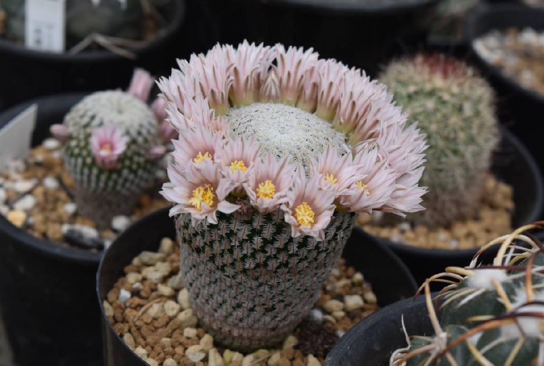 กระบองเพชร Mamilaria white ascension