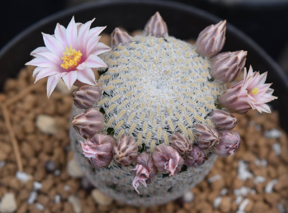 กระบองเพชร Mamilaria white ascension