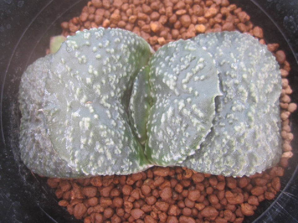 กระบองเพชร Succulent / Gasteria GHO